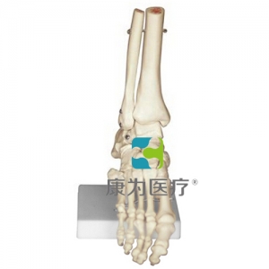 “康為醫(yī)療”足骨模型