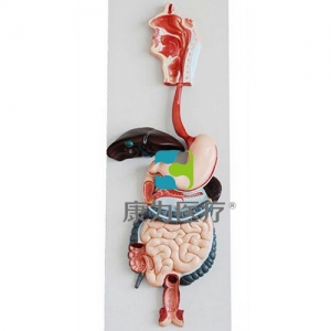 “康為醫(yī)療”消化系統模型