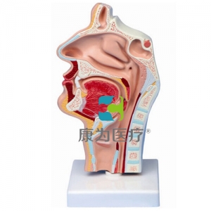 “康為醫(yī)療”鼻腔、口腔、喉、咽正中矢狀切面模型
