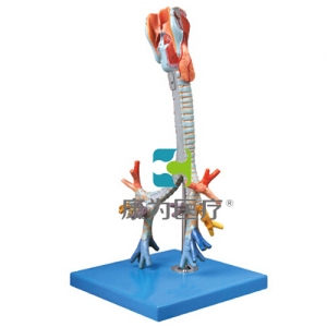 “康為醫(yī)療”喉與氣管、支氣管樹模型