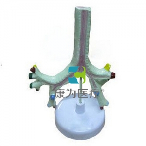 “康為醫(yī)療”氣管、支氣管及肺段支氣管模型