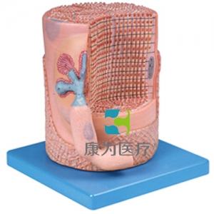 “康為醫(yī)療”骨骼肌纖維與運動終板放大模型