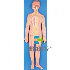 “康為醫(yī)療”神經系統(tǒng)模型