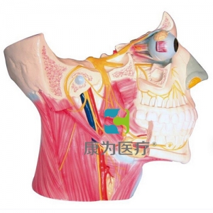 “康為醫(yī)療”腦神經(jīng)在頭頸部分布模型、十二對腦神經(jīng)
