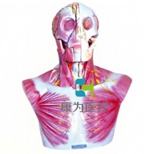 “康為醫(yī)療”頭部、頸部層次解剖模型