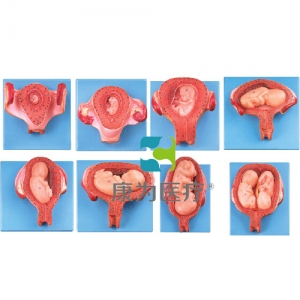 “康為醫(yī)療”妊娠胚胎發(fā)育過(guò)程模型