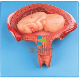 “康為醫(yī)療”四個月胎兒模型