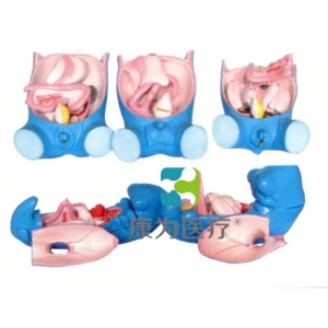 “康為醫(yī)療”消化、呼吸、泌尿、生殖、體腔發(fā)生模型