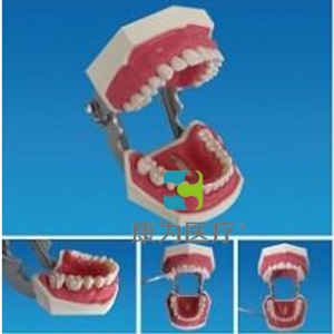 “康為醫(yī)療”牙周探查實習(xí)模型