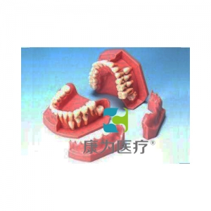 “康為醫(yī)療”牙列發(fā)育模型（6/3歲）