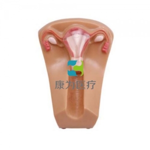 “康為醫(yī)療”女性宮內節(jié)育器示教模型,女性盆腔器官模型