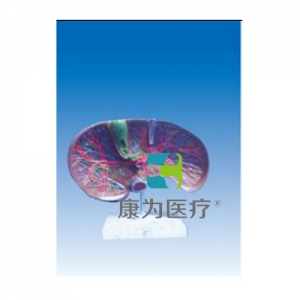 “康為醫(yī)療”肝膽解剖、甘血管、膽管的肝分布