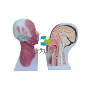 “康為醫(yī)療”頭、頸肌肉局部解剖模型