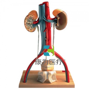 男性泌尿系統(tǒng)活動(dòng)架模型