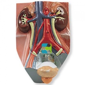 男性泌尿系統(tǒng)模型，實(shí)物的0.75倍