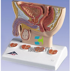 前列腺模型，實物1/2