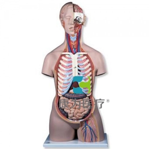 經(jīng)典無(wú)性軀干模型，后背開(kāi)放，21部分