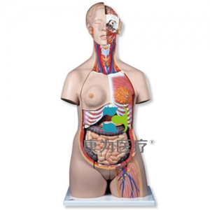 豪華型兩性軀干模型，24部分
