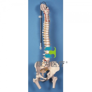 帶股骨頭的經典活動脊柱模型