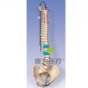 經典活動脊柱模型