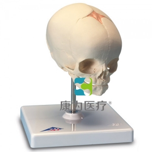 胎兒顱模型，置于基架