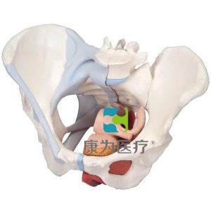 女性骨盆模型（配置韌帶組件，穿通盆底肌群及器官的正中矢狀切面），4分體
