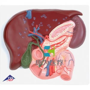 肝臟帶膽囊、胰和十二指腸模型
