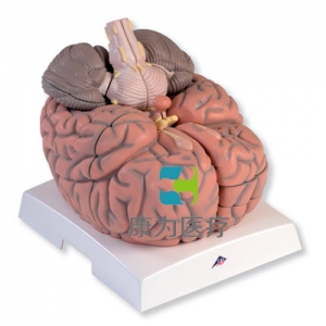 巨型腦模型，實(shí)物的2.5倍，14部分