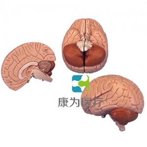 介紹性腦模型，2部分