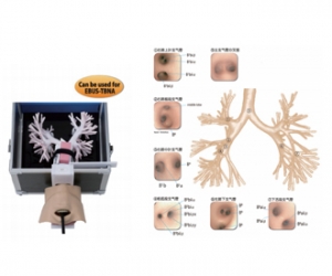 進口超聲波支氣管鏡模型，超聲波支氣管鏡訓(xùn)練模型