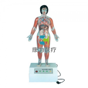 “康為醫(yī)療”微電腦人體心動周期與大、小循環(huán)演示模型