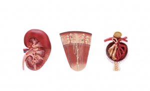 腎切面、腎單位、腎小球模型