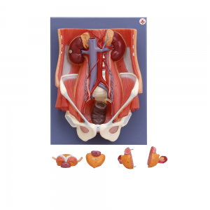 泌尿系統模型Ⅰ型