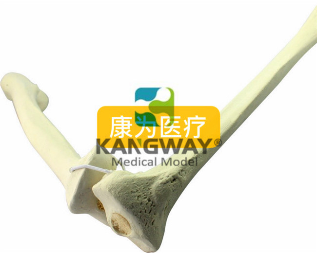 骨科術(shù)前Sawbone人工合成骨模型股骨脛骨模型