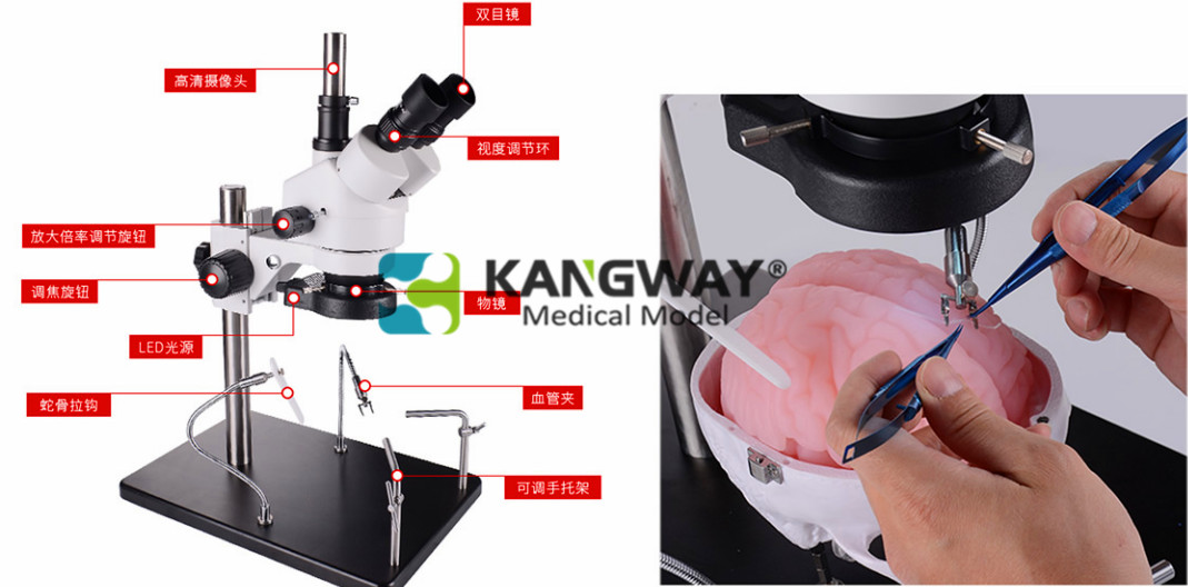 顱內(nèi)神經(jīng)外科手術(shù)介入模擬器