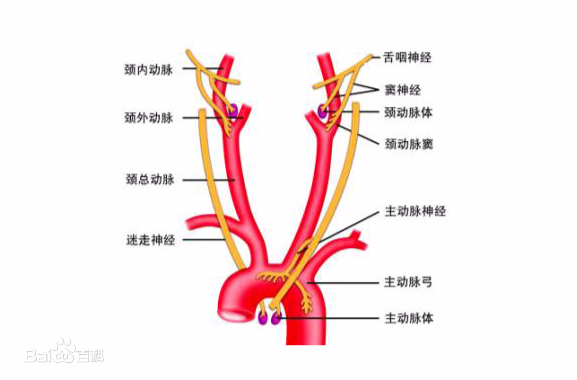 “康為醫(yī)療”主動脈弓血管介入手術(shù)訓(xùn)練模擬器